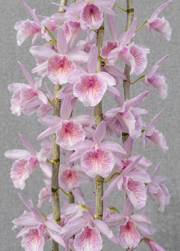 Orchid Dendrobium Mentor 1 Plant fragrant orchid Rare and Beautiful hybrid