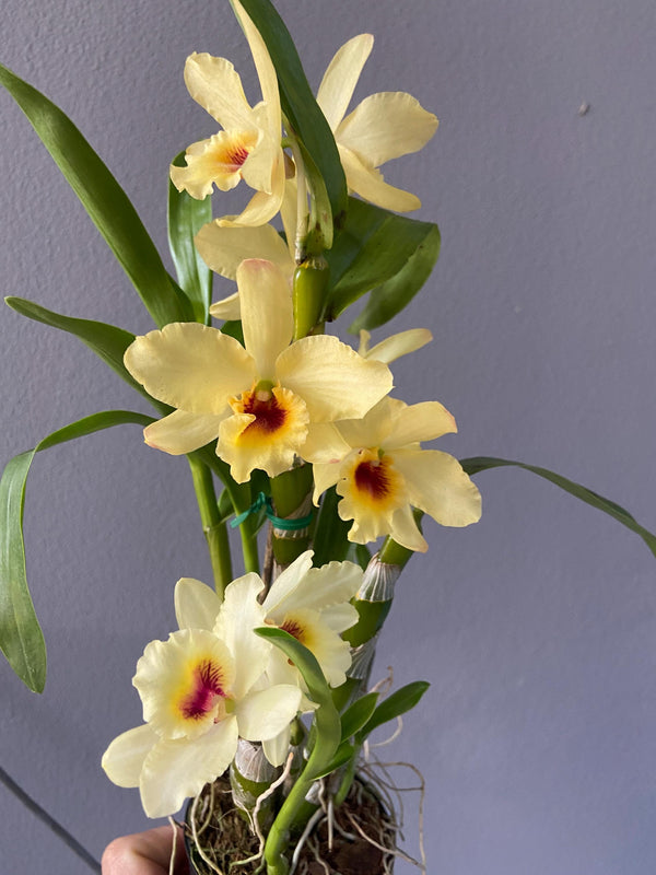 Dendrobium Yellow Bird Orchid Plant: Artificially Propagated Starter Collection