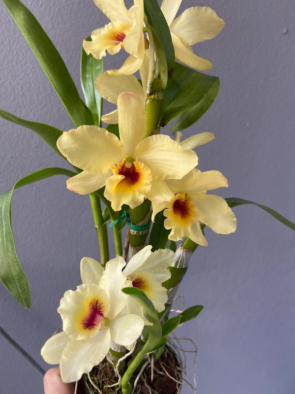 Dendrobium Yellow Bird Orchid Plant: Artificially Propagated Starter Collection