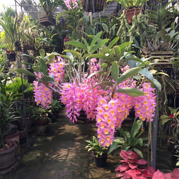 Dendrobium farmeri "More Pink" Orchid Plant 1 Plant Rare orchid collection