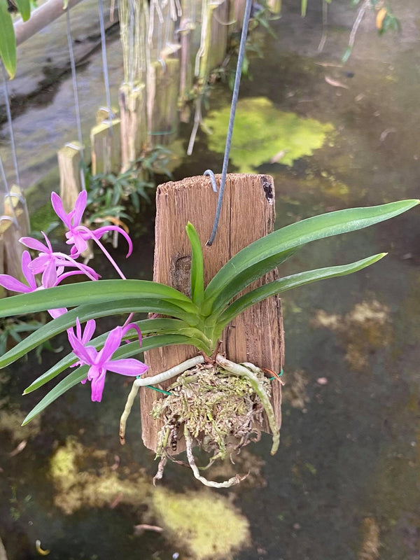 Neofinetia falcata 'Koto' 1 Plant Bloom size , Vanda Neofinetia orchid Mini orchid collection
