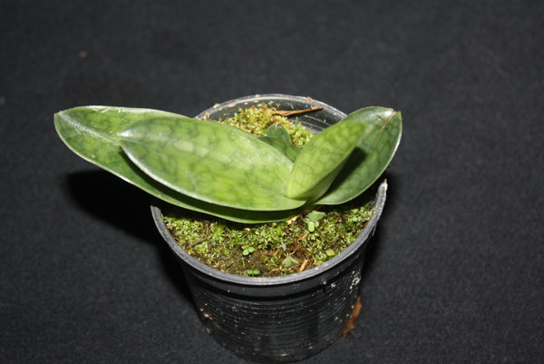 Paphiopedilum superbiens 1 plant orchid collection rare