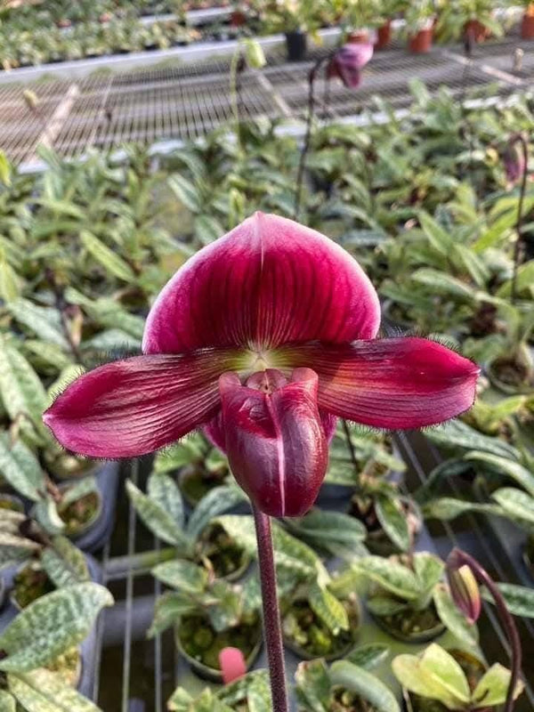 Paphiopedilum Maudiae Red (Paph maudiae type)  1 plant orchid collection hybrids