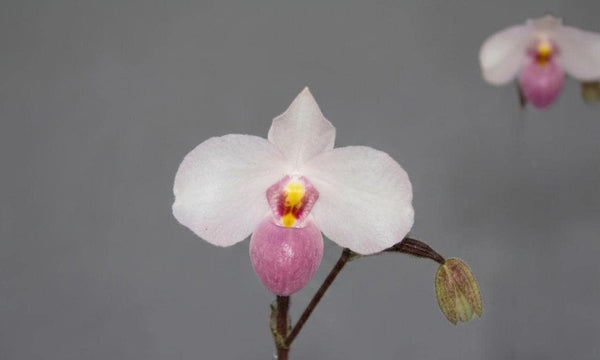 Paphiopedilum delenatii  Orchid Plant – Small size Rare Lady Slipper Orchid
