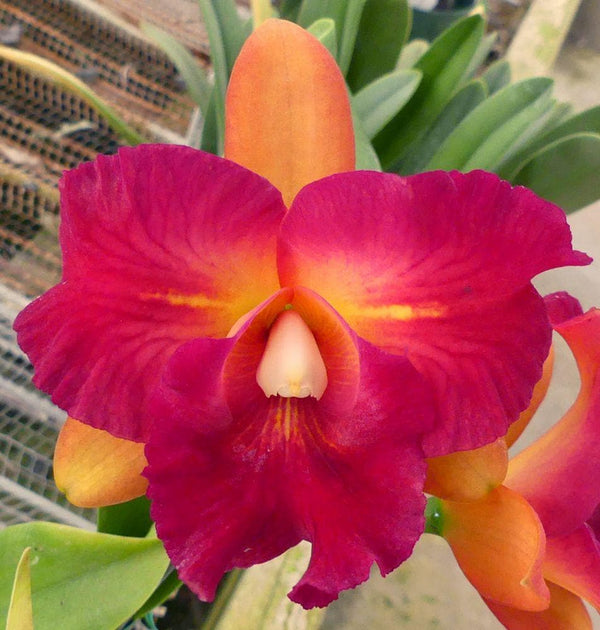 Rhyncholaeliocattleya Chunfong Little Sun (Rlc) (near bloom) 1 Plant Orchid Cattleya Exotic flower collection