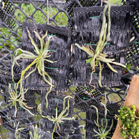Chiloschista javanica 1 Plant orchid plant ,leafless orchid collection