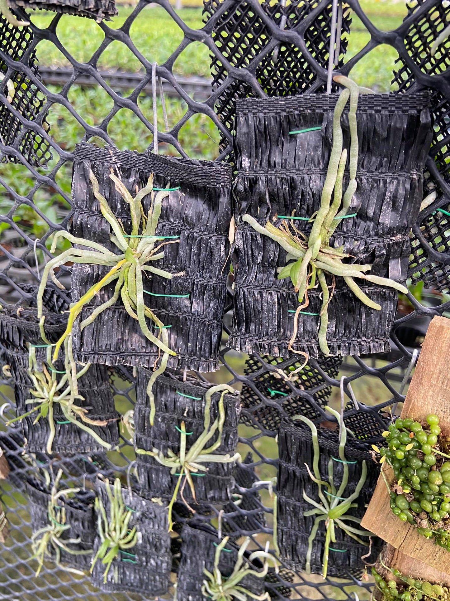 Chiloschista javanica 1 Plant orchid plant ,leafless orchid collection