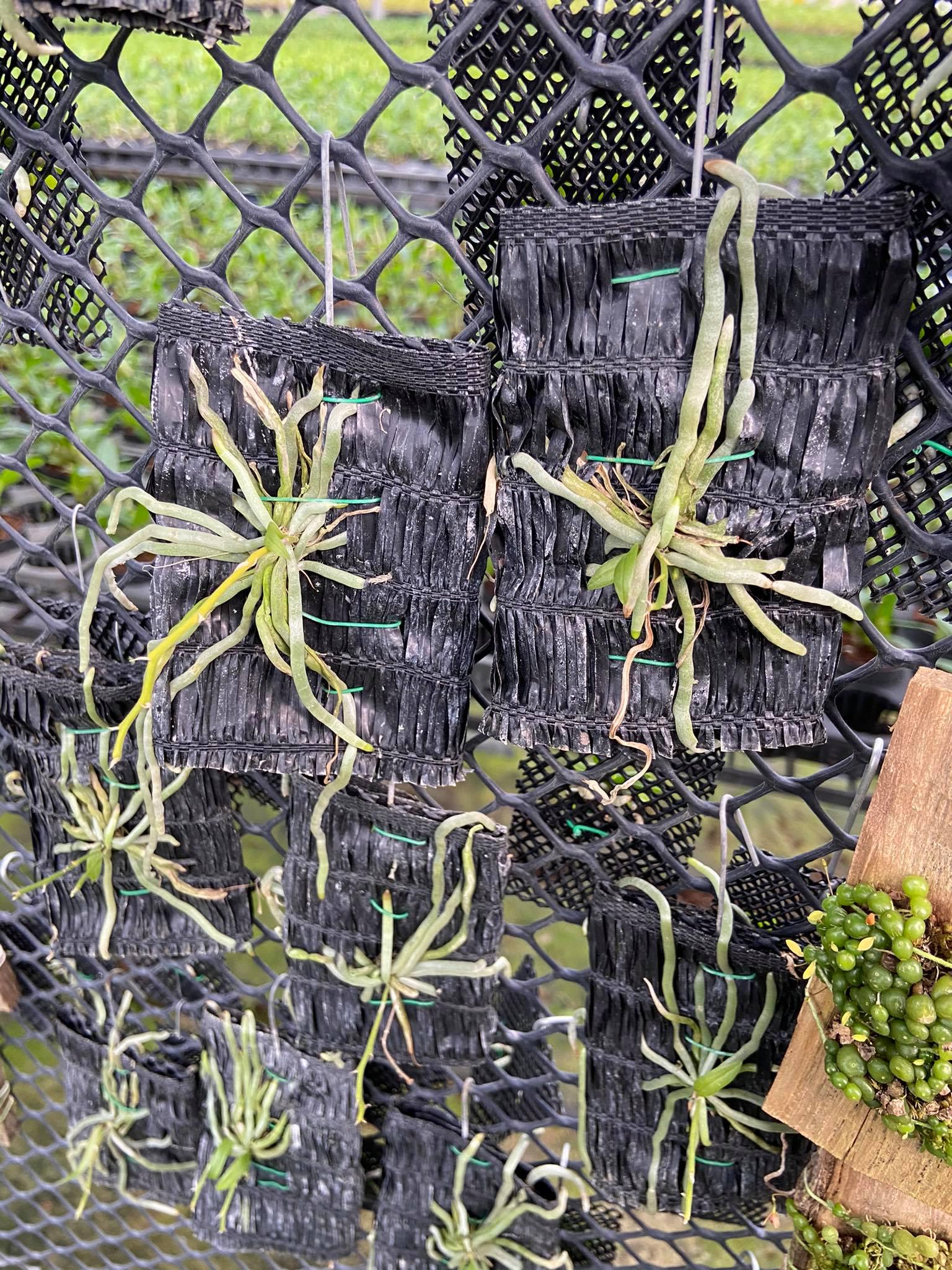Chiloschista javanica 1 Plant orchid plant ,leafless orchid collection