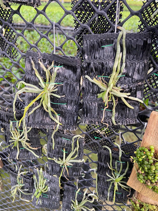 Chiloschista javanica 1 Plant orchid plant ,leafless orchid collection