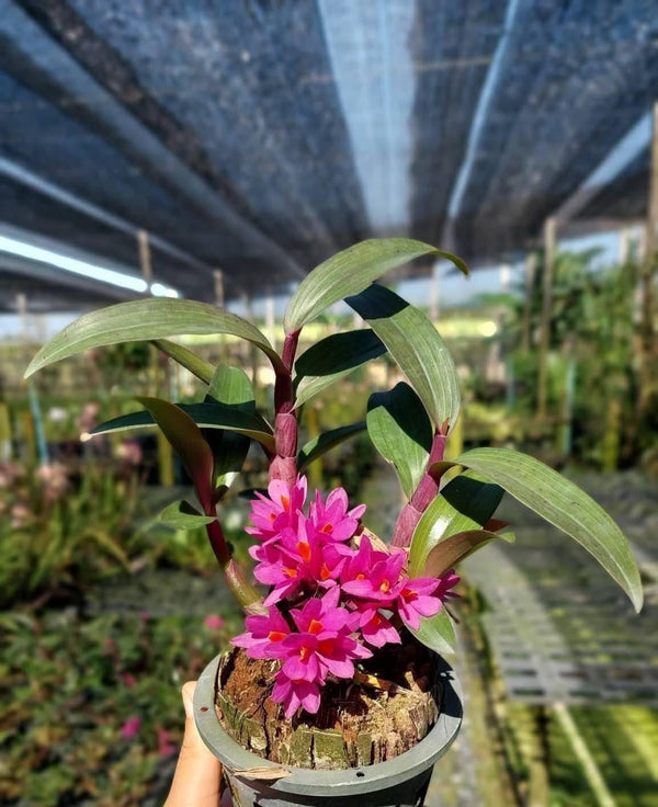 Dendrobium Hibiki 1 Plant Bloom size , Dendrobium orchid Mini orchid collection