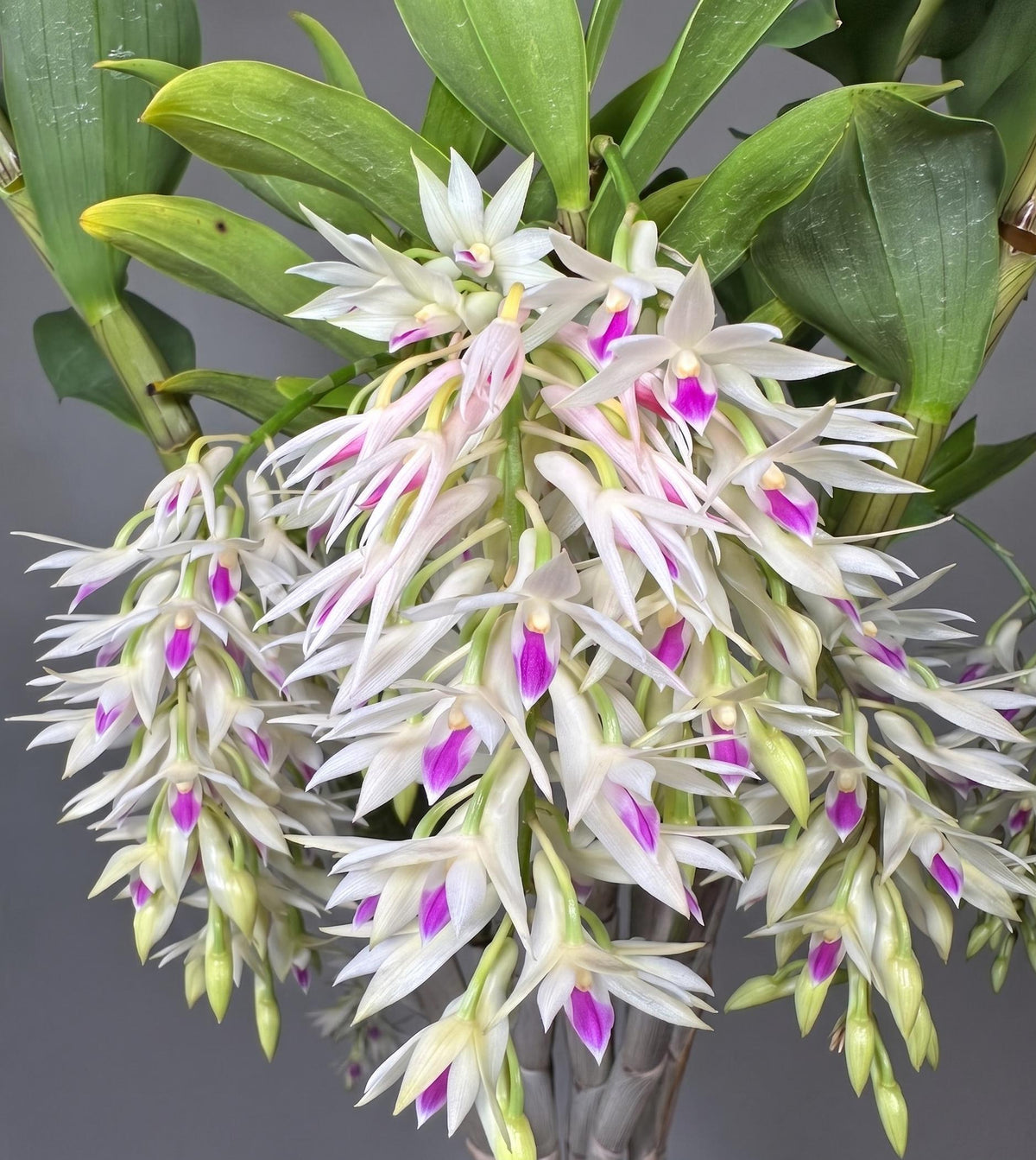 Dendrobium amethystoglossum 1 Plant Bloom size , personal  favorite orchid collection