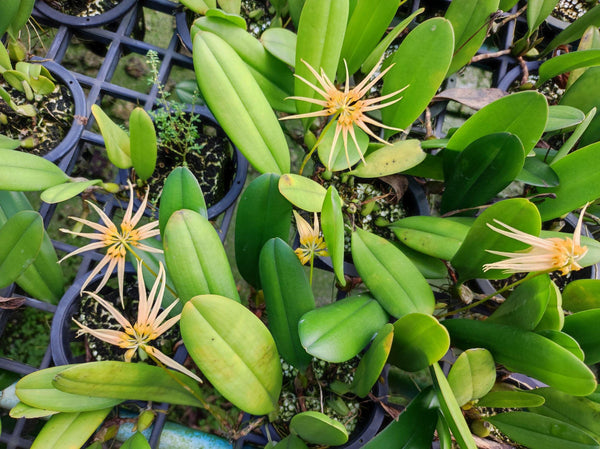Bulbophyllum (Cirrhopetalum lepidum xBulbophyllum vaginatum) 1 Plant orchid home and garden