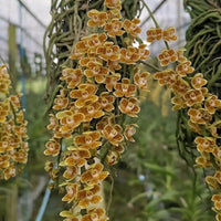 Chiloschista javanica 1 Plant orchid plant ,leafless orchid collection