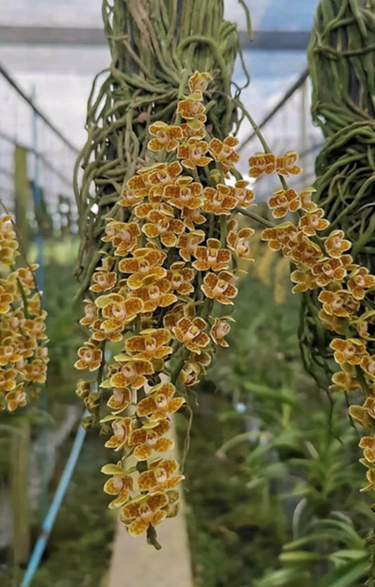 Chiloschista javanica 1 Plant orchid plant ,leafless orchid collection