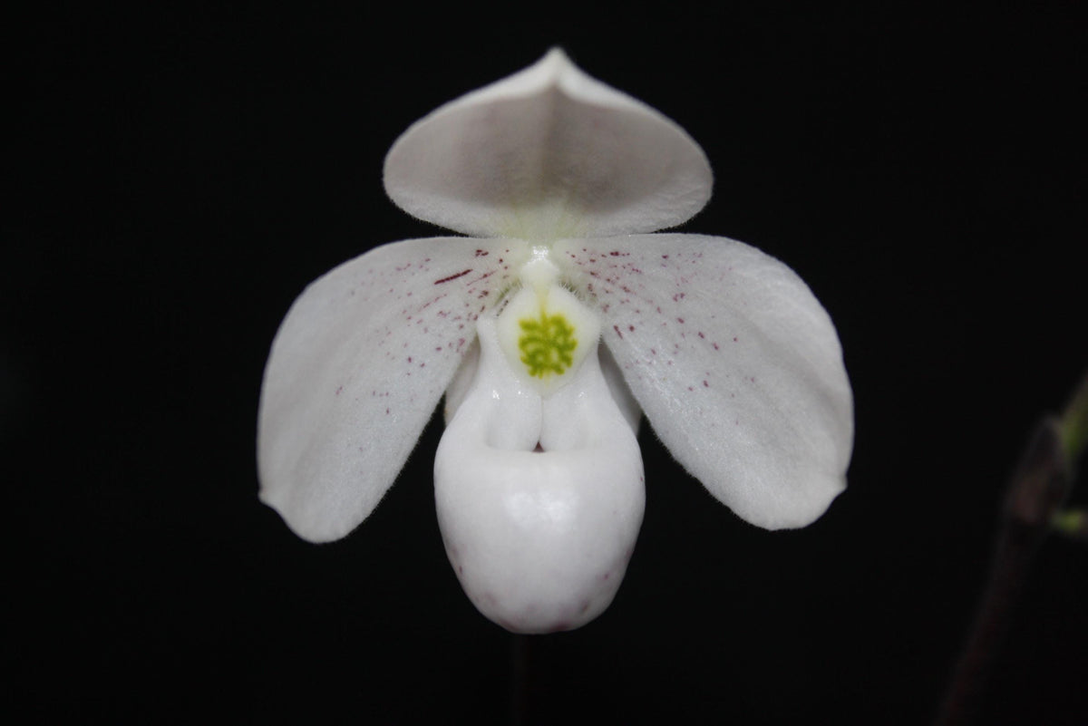 Paphiopedilum thaianum Orchid Plant – Medium Rare Lady Slipper Orchid