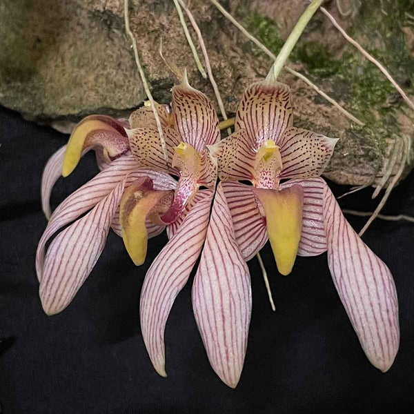Bulbophyllum bicolor 1 Plant Orchid (Rare Collector's Item)