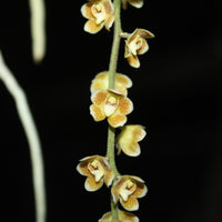 Chiloschista extinctoriformis