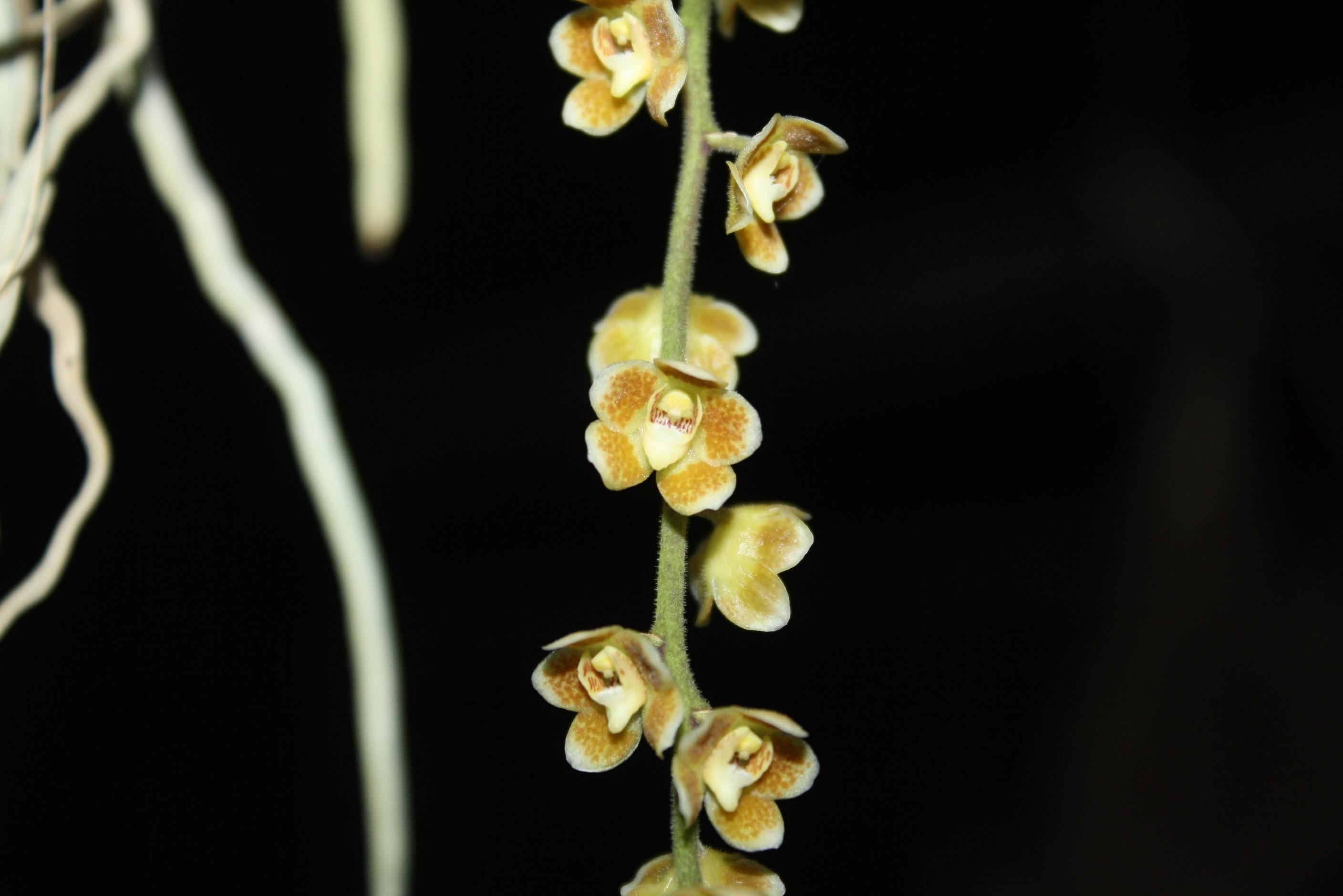 Chiloschista extinctoriformis