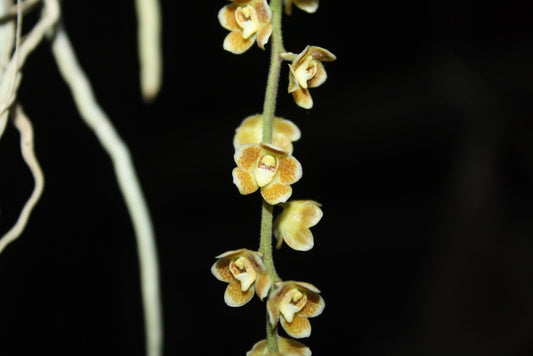 Chiloschista extinctoriformis