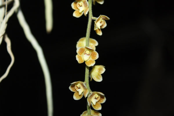 Chiloschista extinctoriformis  1 Plant orchid