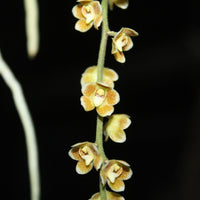 Chiloschista extinctoriformis