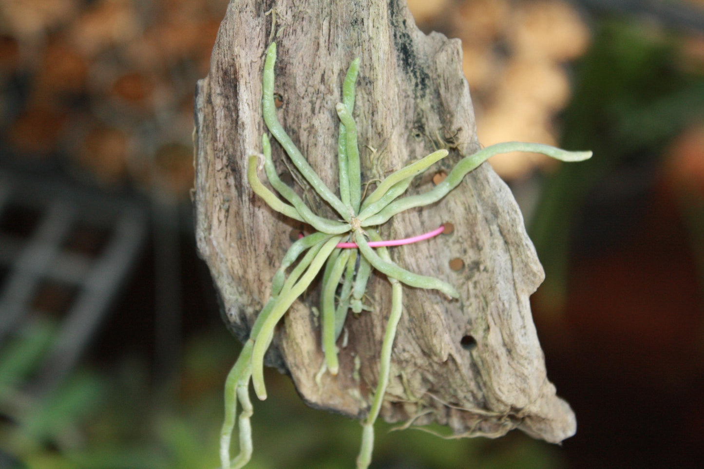 Chiloschista extinctoriformis