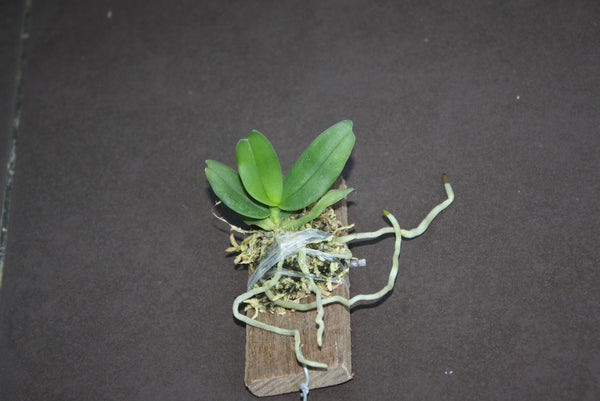 Gastrochilus bellinus 1 Plant Orchid (Starter Size)
