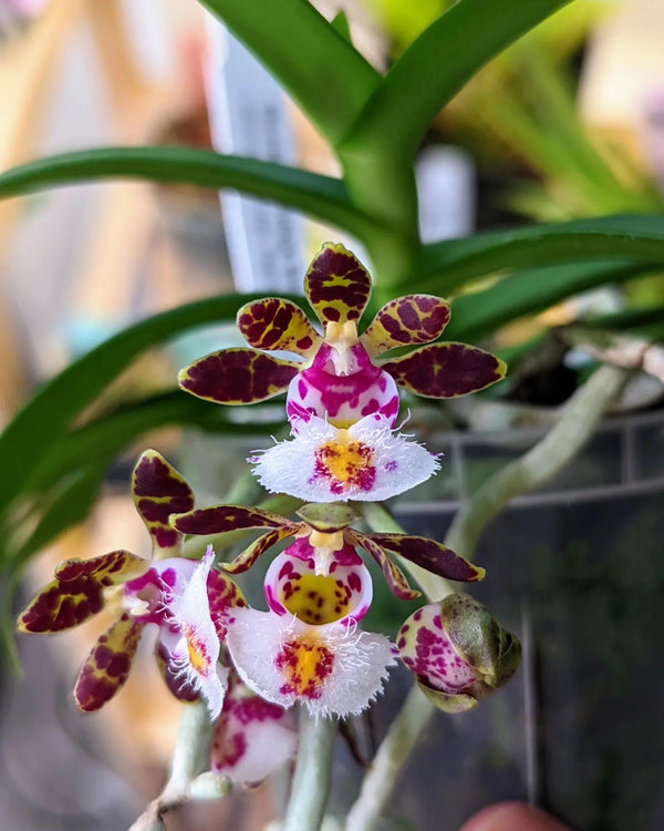 Gastrochilus bellinus 1 Plant Orchid (Starter Size)