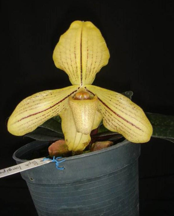 Paphiopedilum josianae 1 plant orchid collection