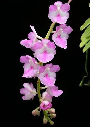 Aerides krabiensis Orchid Plant, Easy Care Houseplant, Native Thailand