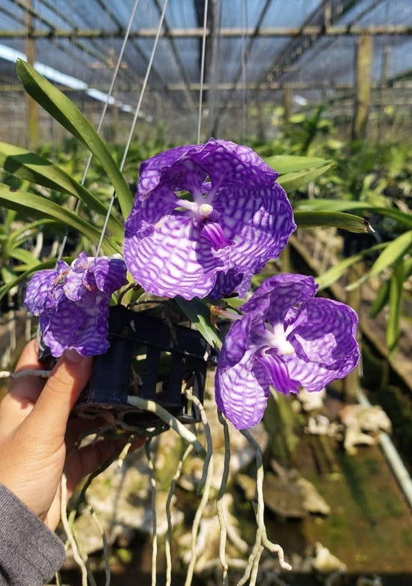 Vanda coerulea "Blue" , Rare species,Blooming Size,rare orchid collection