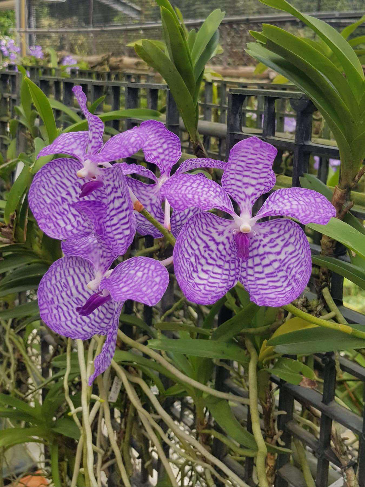 Vanda coerulea "Blue" , Rare species,Blooming Size,rare orchid collection