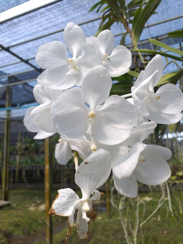 Vanda coerulea alba"White" , Rare species,Blooming Size,rare orchid collection
