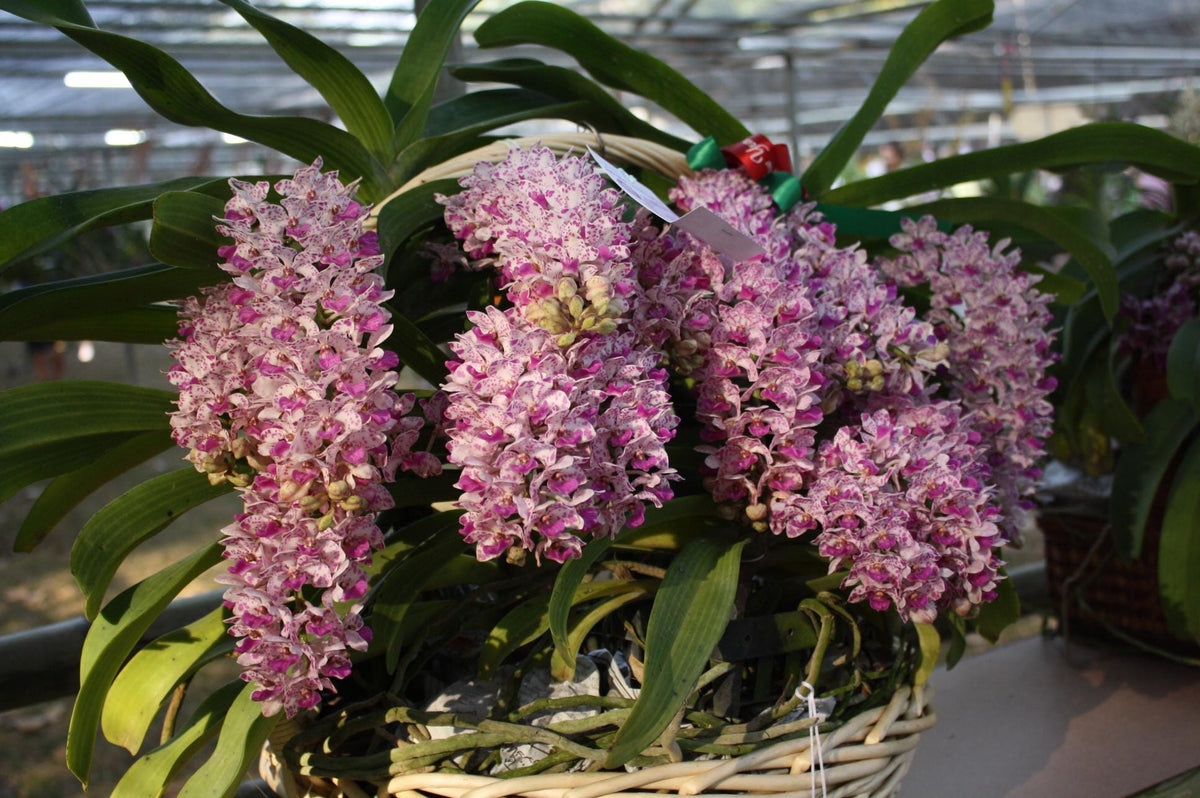 Rhynchostylis Gigantea Foxtail Orchid Live Plant | Rare Color Variants, Fragrant Species