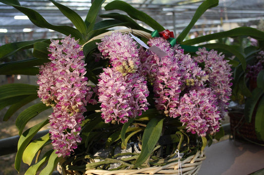 Rhynchostylis Gigantea Foxtail Orchid Live Plant | Rare Color Variants, Fragrant Species