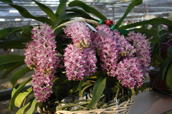 Rhynchostylis Gigantea Foxtail Orchid Live Plant | Rare Color Variants, Fragrant Species