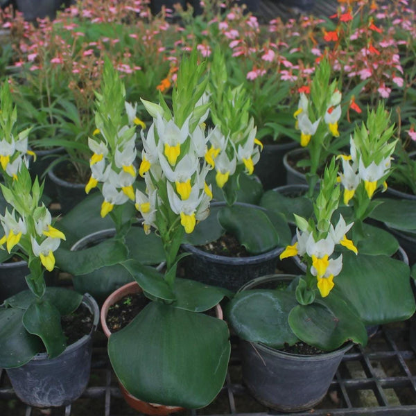 Pecteilis sagarikii Orchid Tuber – Rare Terrestrial Ground Orchid Bulb