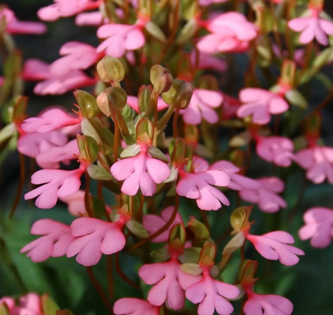 Habenaria rhodocheila (pink) 1 tuber Plant Rare Ground Orchid Bulb Exotic Habenaria Collection