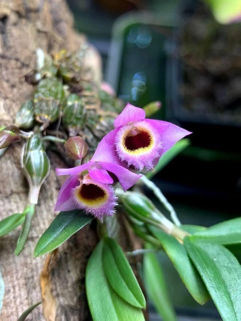 Dendrobium fuscifaucium — A Rare Miniature Orchid Plant: pink Bloom Size Flower