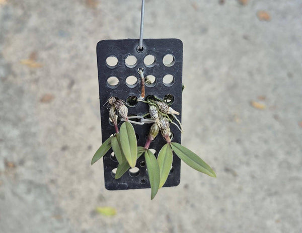 Dendrobium fuscifaucium — A Rare Miniature Orchid Plant: pink Bloom Size Flower