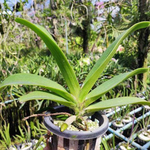 Vandachostylis Colmarie Orchid Plant: Fragrant Purple White Flowers