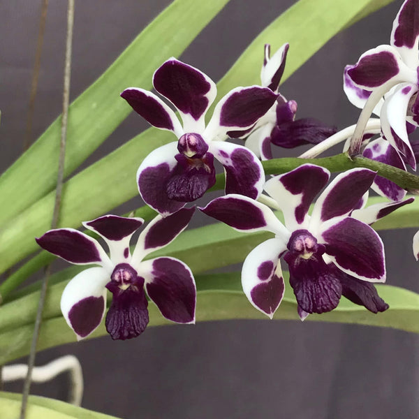 Vandachostylis Colmarie Orchid Plant: Fragrant Purple White Flowers