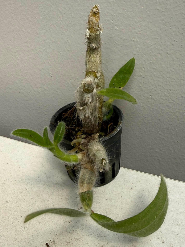 Dendrobium senile  Orchid Plant : Beautful and rare orchids, Mini orchid Collection (Bloom Size)