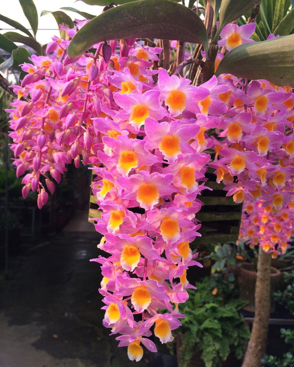 Dendrobium farmeri "More Pink" Orchid Plant 1 Plant Rare orchid collection