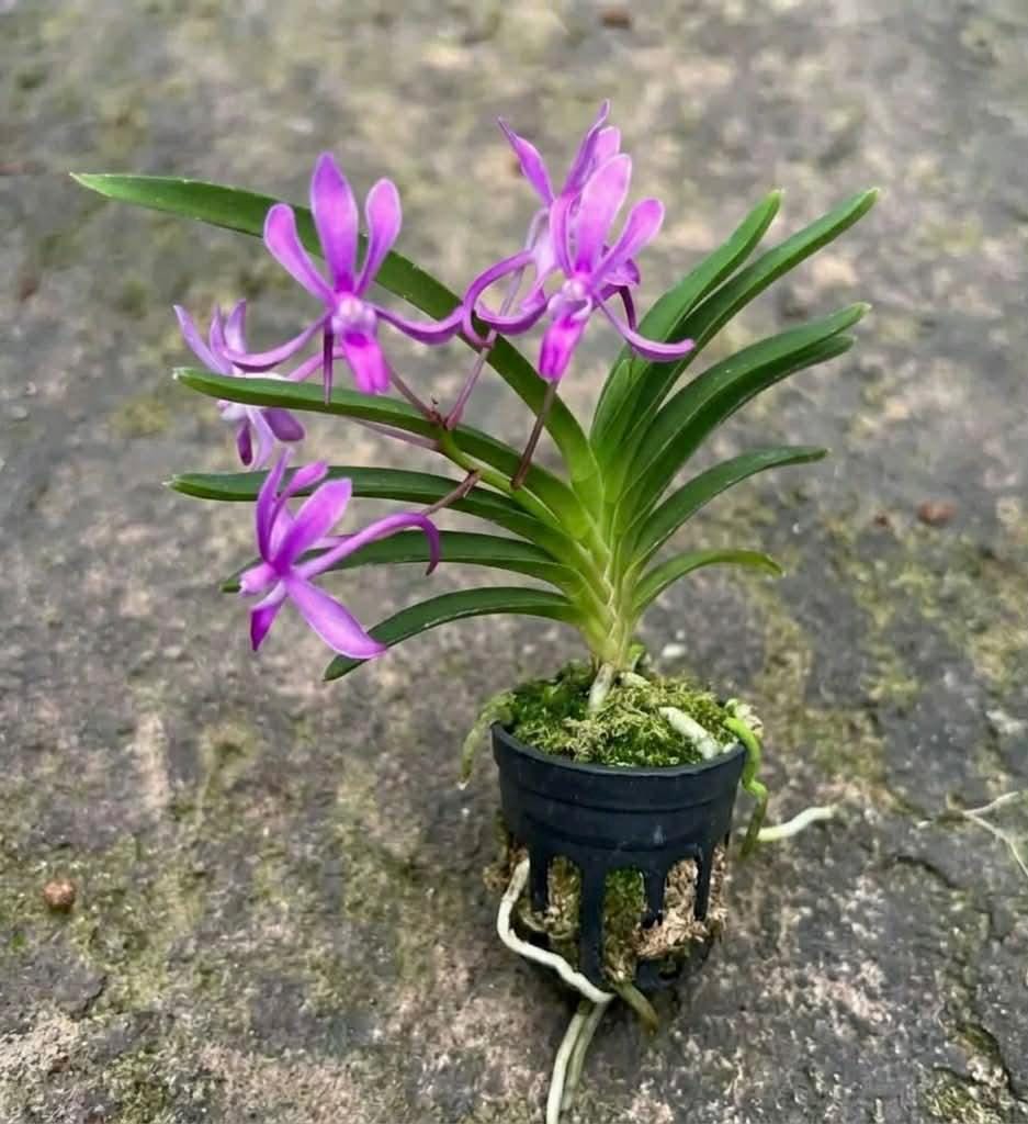 Neofinetia falcata 'Koto' 1 Plant Bloom size , Vanda Neofinetia orchid Mini orchid collection