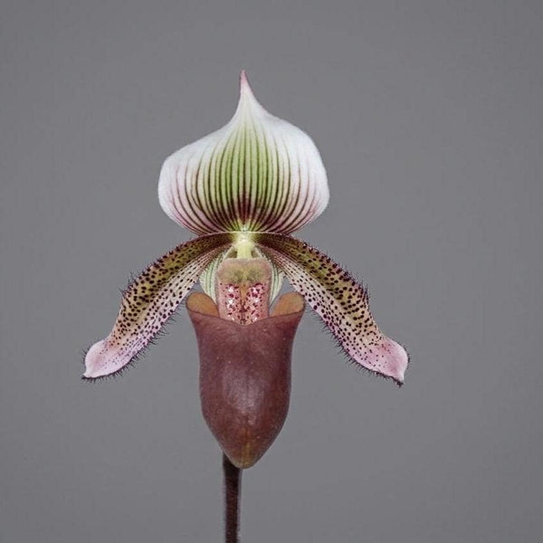 Paphiopedilum superbiens 1 plant orchid collection rare