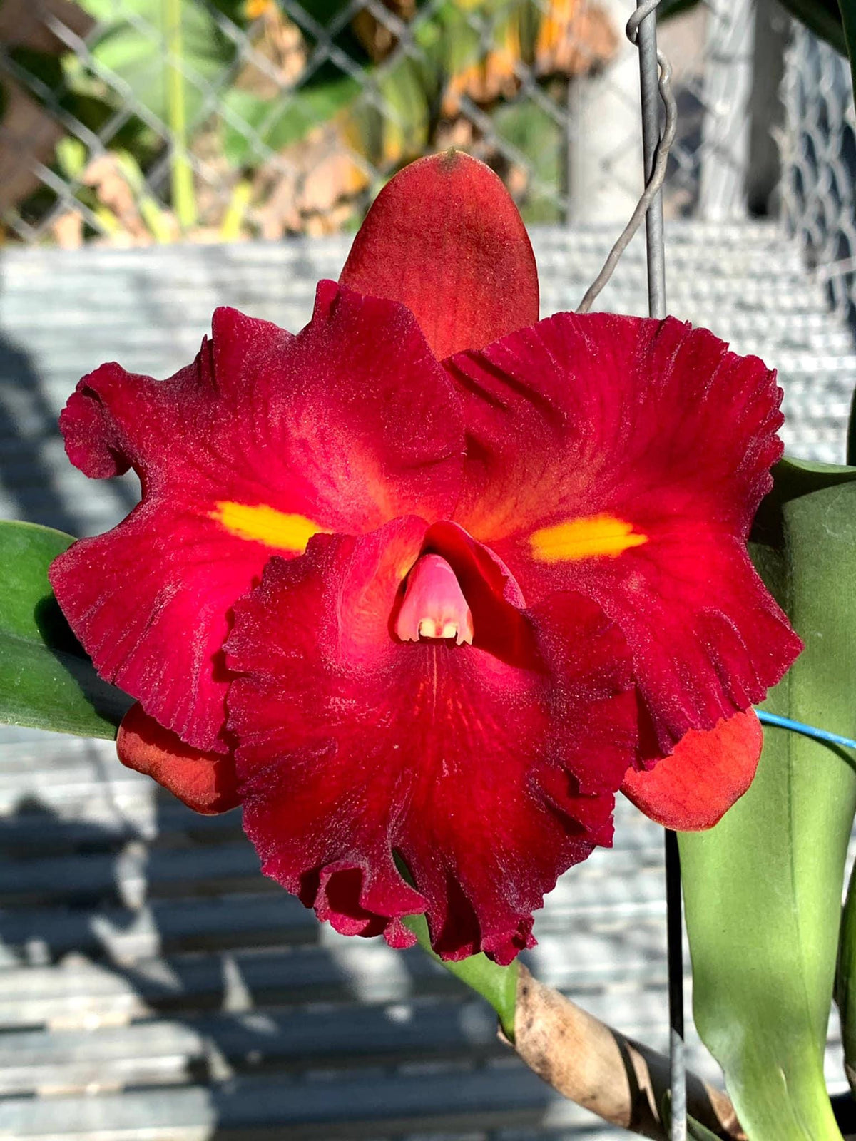 Rhyncholaeliocattleya Chunfong Little Sun (Rlc) (near bloom) 1 Plant Orchid Cattleya Exotic flower collection