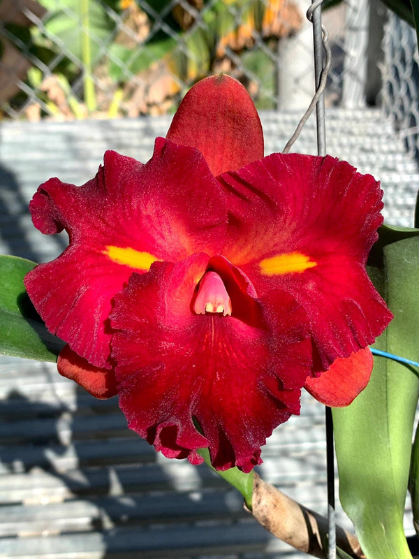 Rhyncholaeliocattleya Chunfong Little Sun (Rlc) (near bloom) 1 Plant Orchid Cattleya Exotic flower collection