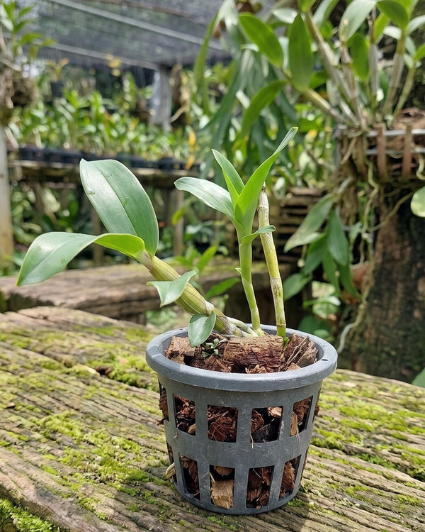 Dendrobium amethystoglossum 1 Plant Bloom size , personal  favorite orchid collection