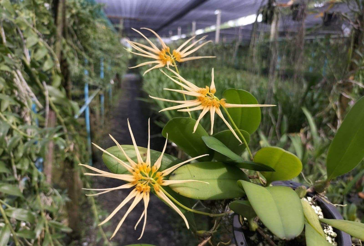 Bulbophyllum (Cirrhopetalum lepidum xBulbophyllum vaginatum) 1 Plant orchid home and garden